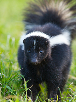 are skunks cats or dogs