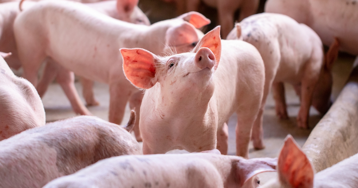 Risk of African swine fever virus introduction into the United