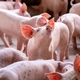 Are You Ready for African Swine Fever?