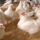 AFIA Responds to Accusations of Chicken Litter Spreading HPAI on Dairy Farms