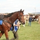 Feeding Equine Champions, AFIA Members Do it All!