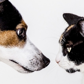 Understanding the Preferences and Perceptions of US Pet Food Among Vietnamese Veterinarians