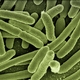 US Feed Industry Continues International Work to Combat Antimicrobial Resistance