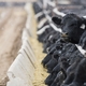 Feed Efficiency Supports Sustainable Livestock Production