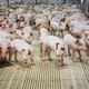 Behind the Bacon: Making Sustainability a Focus in Pork Production