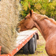 Empowering Equine Nutrition: Leveraging Technology and Transparency for Balanced Diets