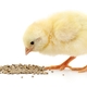 Springing Into Action: Why Many Baby Animals Are Born in the Spring