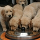 What's in Fido's Food Bowl and How Does It Get There?