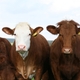 Weather, Cattle and Markets – What to Expect